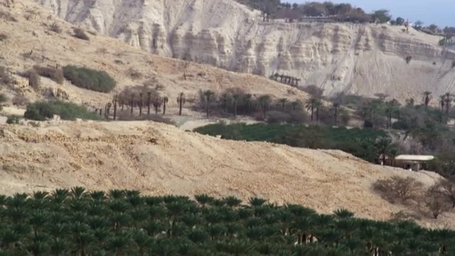 Stock Video Footage of a palm tree orchard near the Dead Sea shot in Israel at 4k with Red.