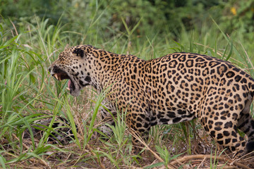 Onça Pintada