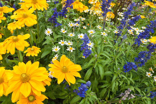 Farbenfrohe Sommerblumen im Staudenbeet, Gartenblumen, Bauerngarten