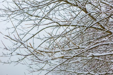 Branch of deciduous tree covered by snow