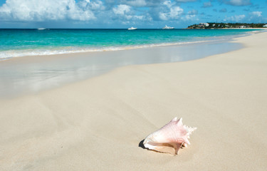 Obraz na płótnie Canvas Shell in a Caribbean beach