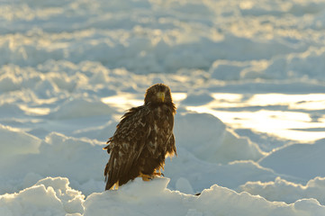 Sea eagle in Japan