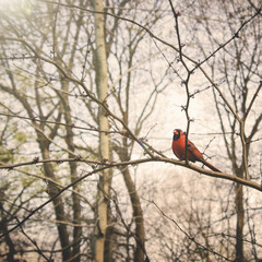Bird Branch Tranquil Tweeting Nature Concept