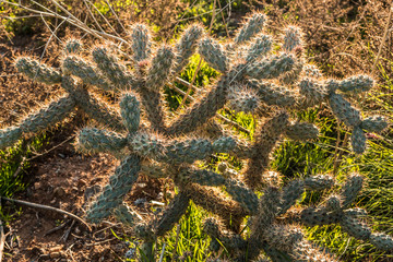 Cholla cactus plant growing in a desert region  California.