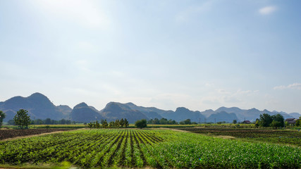 Fototapeta na wymiar Manioc fields in Thailand with mountains in the background.