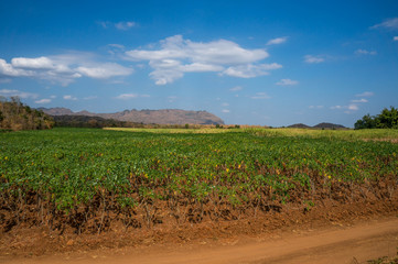 Manioc fields in Thailand with mountains in the background.