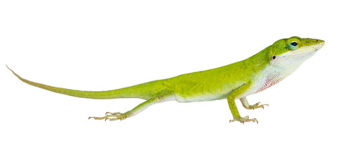 The lizard  Northern Green Anole (Anolis carolinensis carolinens © Irina K.