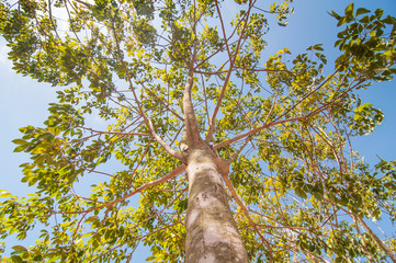 Fototapeta premium Under rubber Plantation