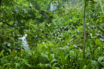 Lush green tropical jungle background