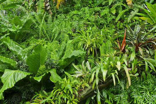 Lush green tropical jungle background