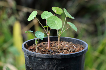 Growing  nasturtium in a pot