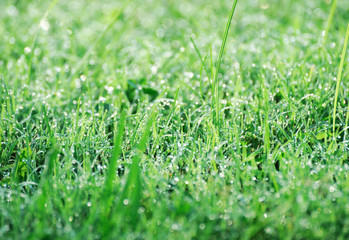 dew on the grass in summer morning lawn