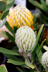 Moonlight Leucospermum