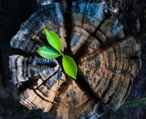 plant growing out of a tree stump
