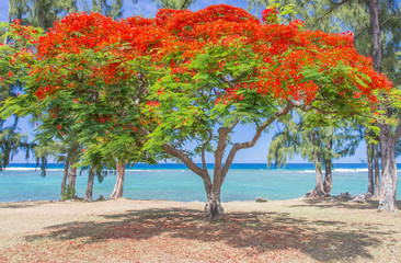Fototapeta flamboyant fleuri, plage de Saint-Leu, île de la Réunion  obraz