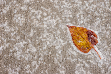 Frozen Leaf  on a sidewalk with icy patterns