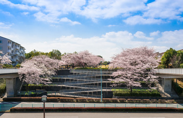 Fototapeta na wymiar 住宅街の桜