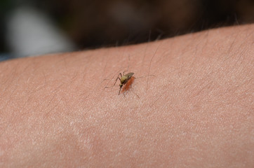 Little mosquito 