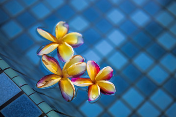 Tropical frangipani flowers floating