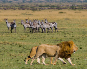 Meeting the lion and lioness in the savannah. National Park. Kenya. Tanzania. Masai Mara....