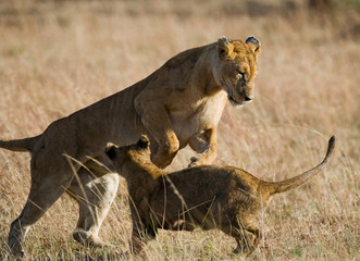 Obraz premium Lions playing with each other. Savannah. National Park. Kenya. Tanzania. Maasai Mara. Serengeti. An excellent illustration.