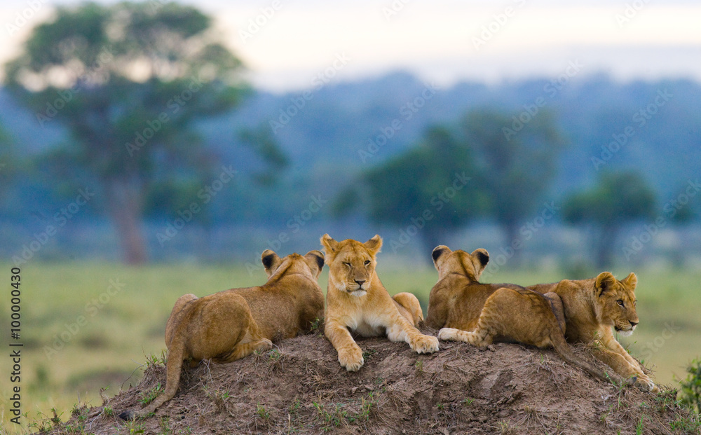 Wall mural Group of young lions on the hill. National Park. Kenya. Tanzania. Masai Mara. Serengeti. An excellent illustration.