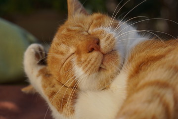 毛づくろいをする茶猫