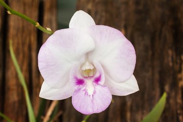 violet and white orchid flowers bunch