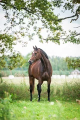 Crédence de cuisine en verre imprimé Chevaux Beautiful warmblood horse standing on the field in summer