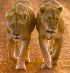 Two lionesses walking on the road in the national park. Kenya. Tanzania. Maasai Mara. Serengeti. An...