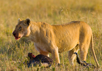 Fototapeta na wymiar Lioness had just killed a wildebeest. Kenya. Tanzania. Maasai Mara. Serengeti. An excellent illustration.