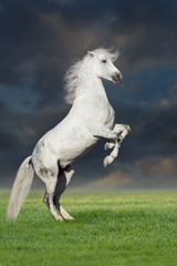 Fototapeta na wymiar White horse rearing up on green grass