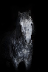 Obraz na płótnie Canvas Grey horse portrait on black background