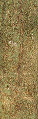 image of tree bark in the forest close-up