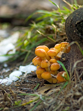 image of mushrooms in the forest close-up
