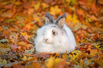 Beautiful fluffy white angora rabbit sitting in falling leaves in autumn 
