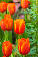 Tulip. Beautiful bouquet of tulips. colorful tulips.