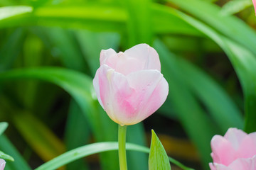 Tulip. Beautiful bouquet of tulips. colorful tulips.