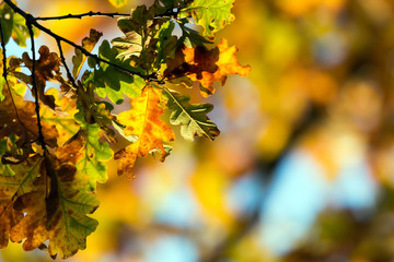 Autumn in the forest.