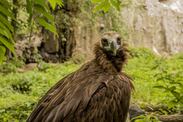 а black vulture on the background of rocks and trees