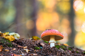 Amanita muscaria, a poisonous mushroom in a forest.