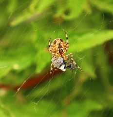 Die Kreuzspinne Araneus diadematus