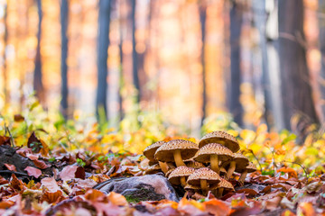 Mushrooms in an autumn forest in a sunny day.