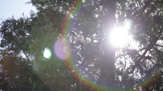 Sun in large pine tree