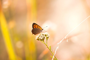 Butterfly in Natural background. 