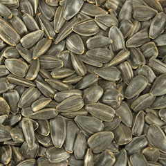 image of many sunflower seeds close-up