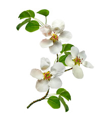 Naklejka na ściany i meble White pear flowers branch