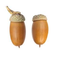 two fall brown acorns on white