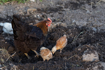 Duckling looking in the camera. Authentic farm series. Authentic farm series.