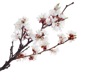 white isolated sakura blooming branch